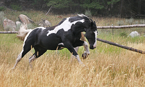 montana dude ranch horses