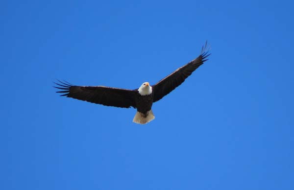 bald eagle montana dude ranch