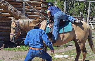 kid horses montana guest ranch