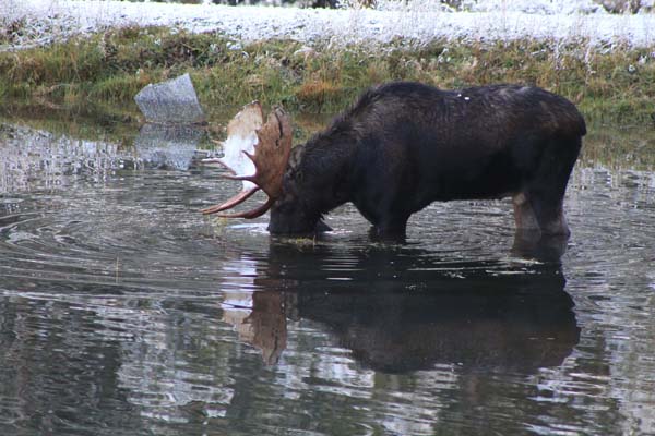 wildlife watching montana dude ranch