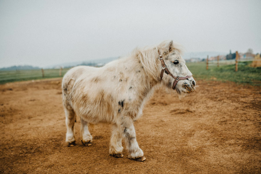 small dude ranch