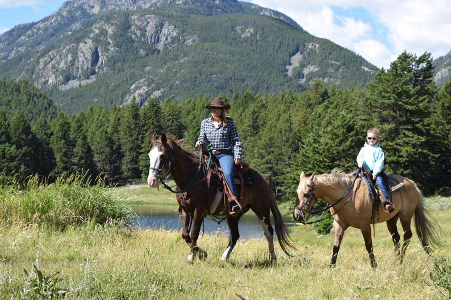 best montana horses